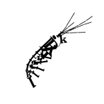 krill
